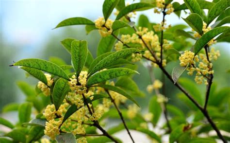 後院種桂花|桂花種植指南：微酸土壤、適當澆水、適度遮蔭，打造。